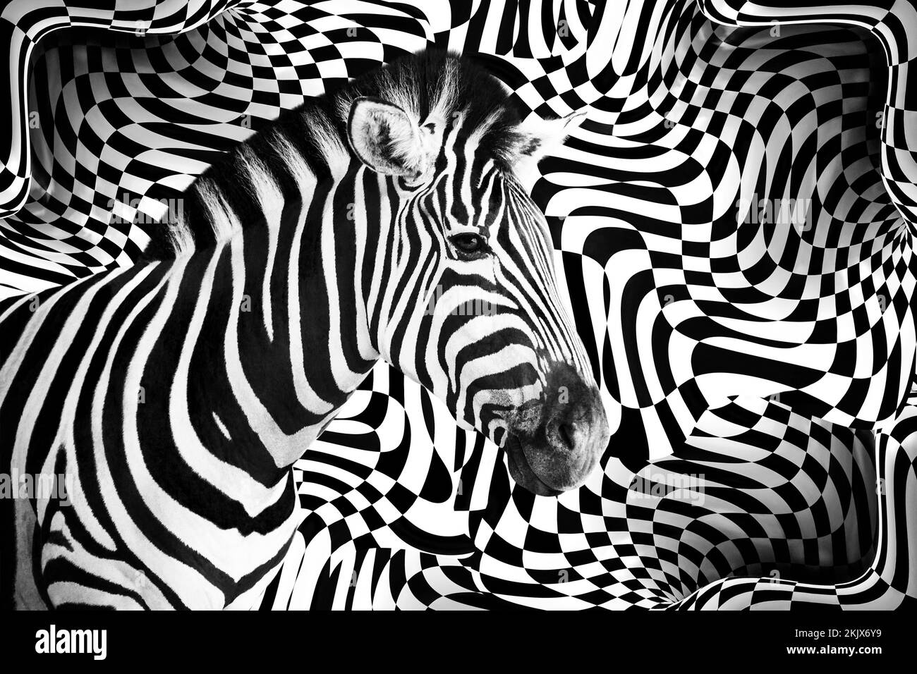 Detaildarstellung eines Zebrakopfes über einem abstrakten schwarz-weißen 3D-Bildhintergrund. Stockfoto