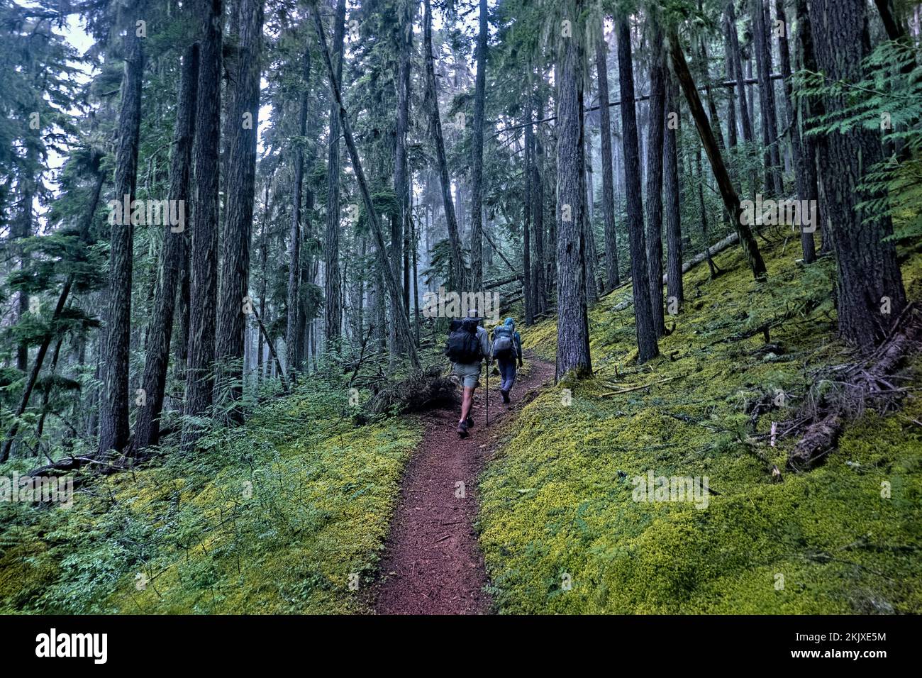 Wandern im alten Wald in den North Cascades, Pacific Crest Trail, Washington, USA Stockfoto