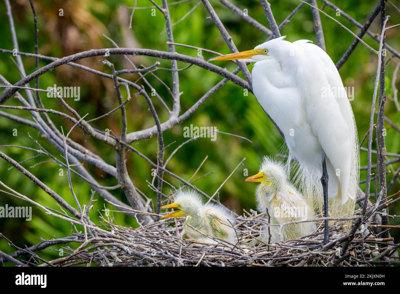 Die Wakodahatchee Wetlands, Florida, USA, bewachen die Weißen Reiher (Ardea alba) im Nest mit den Küken in der Nisterei. Stockfoto