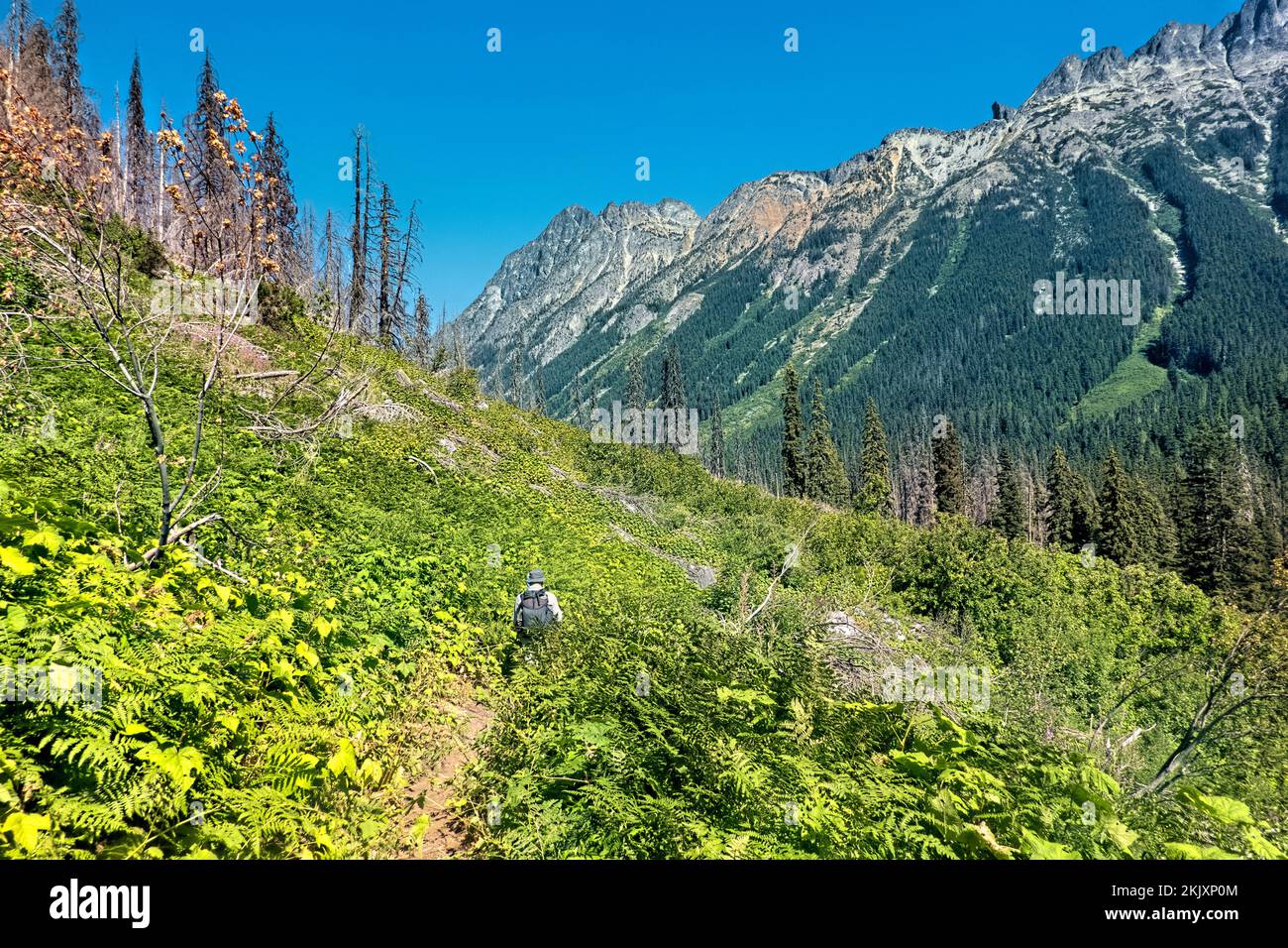 Trekking durch Glacier Peak Wilderness, North Cascades, Pacific Crest Trail, Washington, USA Stockfoto