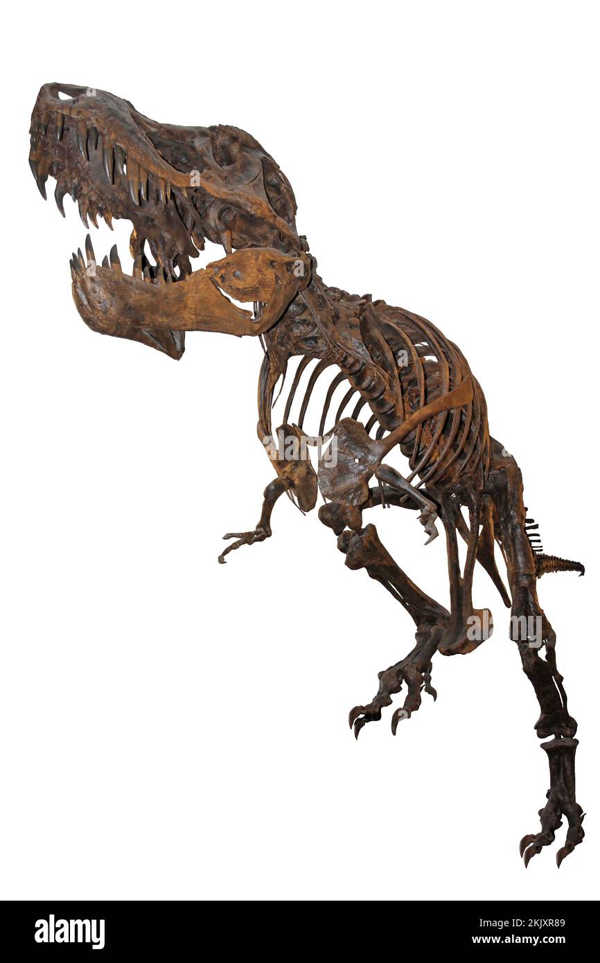 T-rex Skeleton „Stan“ Stockfoto