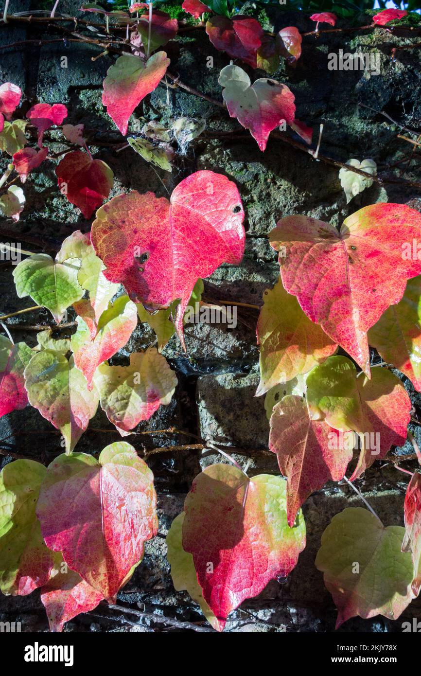Nahaufnahme eines karmesinroten Virginia-Kriechers (Parthenocissus) an einer alten georgianischen Gartenmauer Stockfoto