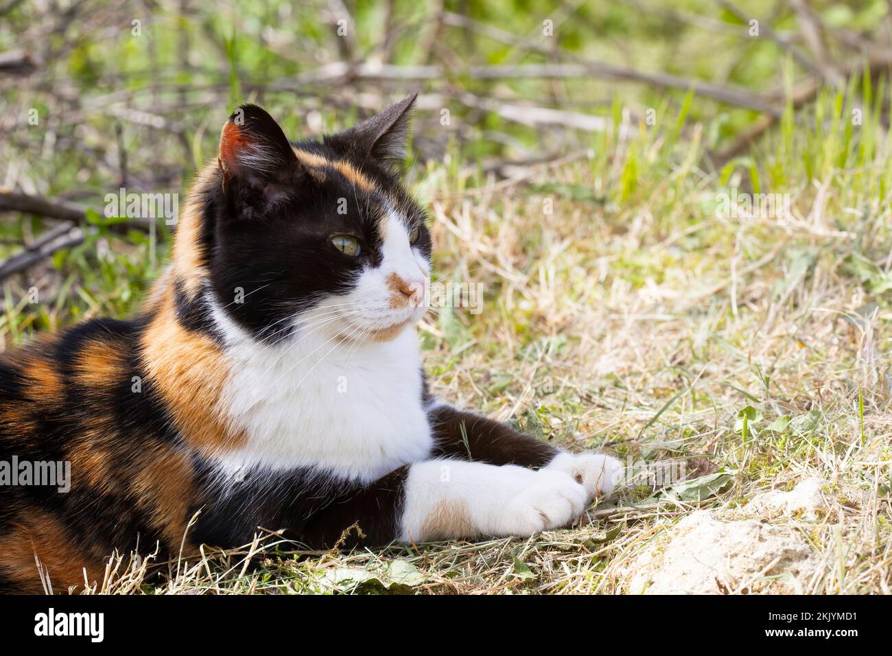 Ältere dreifarbige Katze, die an sonnigen Tagen im Garten liegt. Speicherplatz kopieren Stockfoto