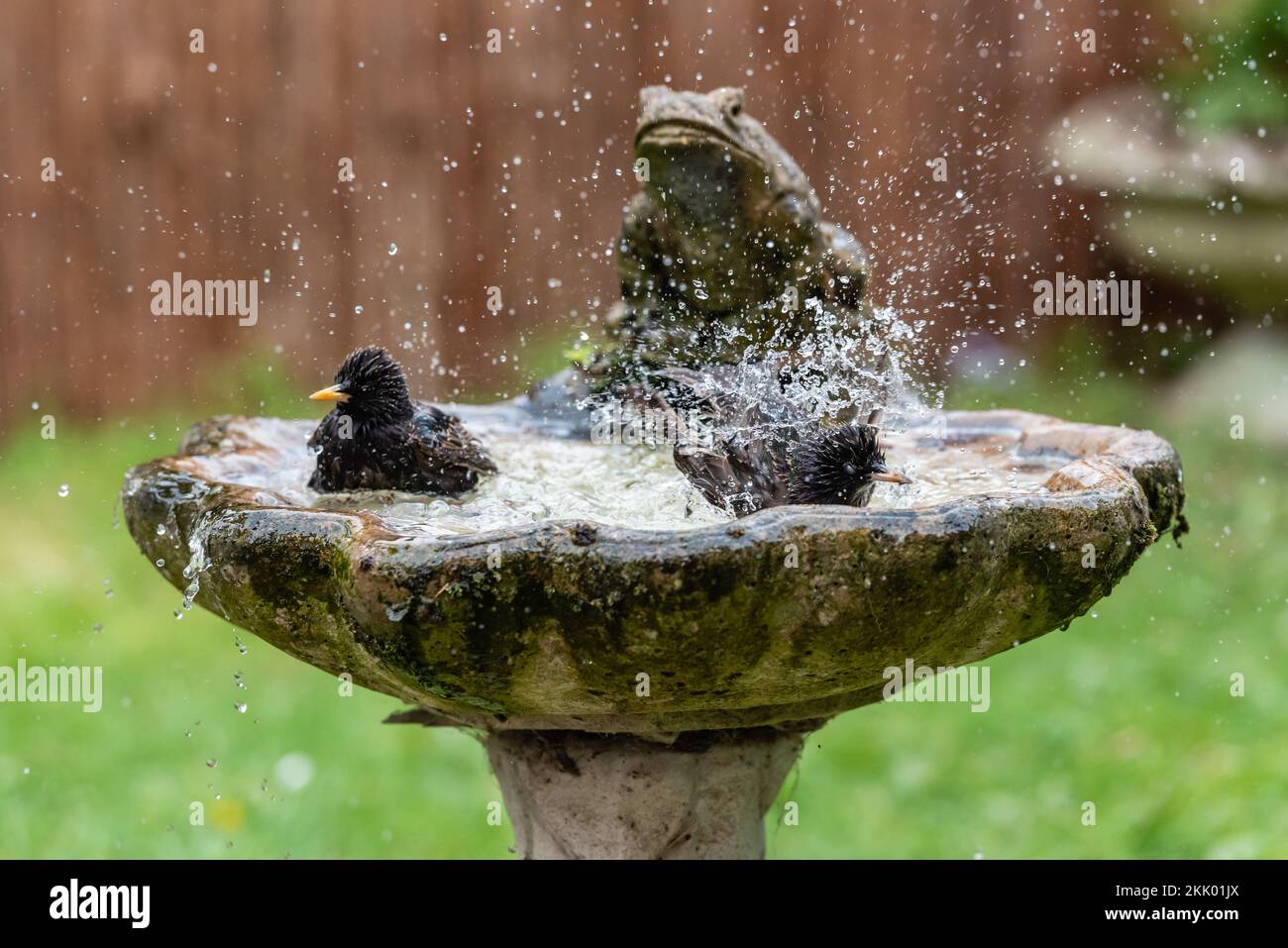 Sturnus Vulgaris - Stars waschen sich in der Vogelbad-ix. Garten, Mai 2022 Stockfoto