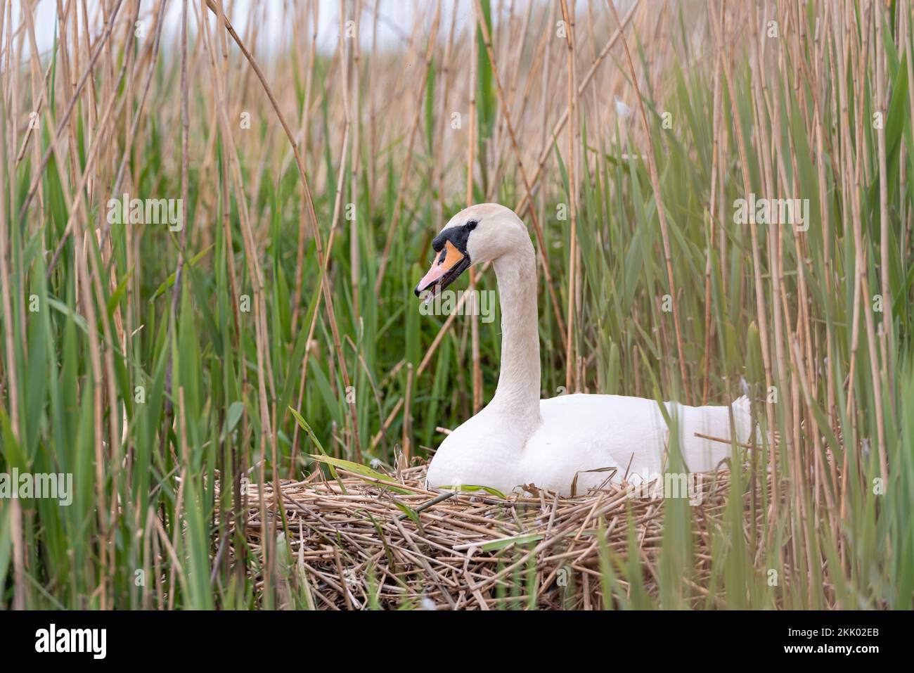 Stummer Schwan auf dem Nest inmitten von Rollbetten im Naturschutzgebiet Wheatfen, Norfolk i. Wheatfen Ted Ellis, Mai 2022 Stockfoto