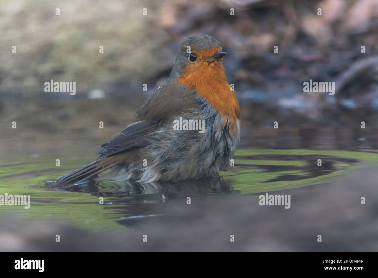 Ein selektiver Schuss eines europäischen Rotkehlchens (Erithacus rubecula), der in einer Pfütze badet Stockfoto