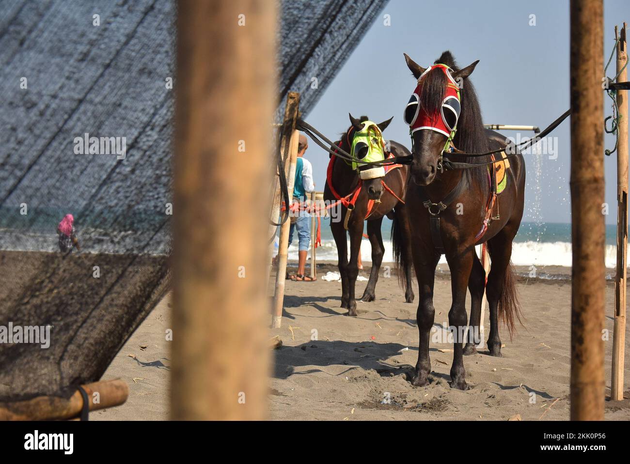 Pferde, die für Touristen gemietet werden, um am Strand herumzulaufen Stockfoto