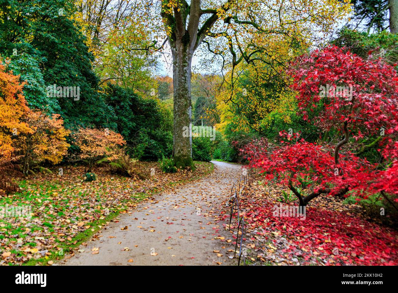 Spektakuläre Herbstfarben auf den acer Trees in Stourhead Gardens, Wiltshire, England, Großbritannien Stockfoto