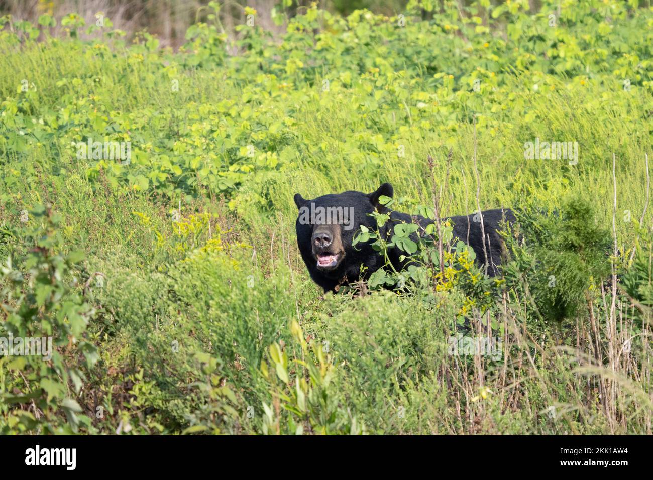 Amerikanischer Schwarzbär (Ursus americanus) im hohen Gebüsch Stockfoto