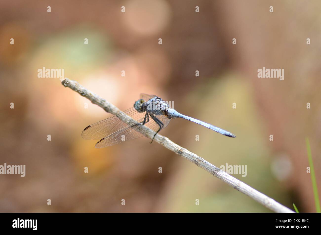 Eine Blaue Drachenfliege, ruht auf einem Stock Namibia Africa Platycnemis Pennipes Stockfoto