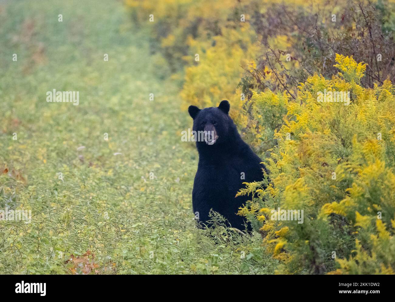 Amerikanischer Schwarzbär (Ursus americanus), der auf dem Feld der Goldstange steht Stockfoto
