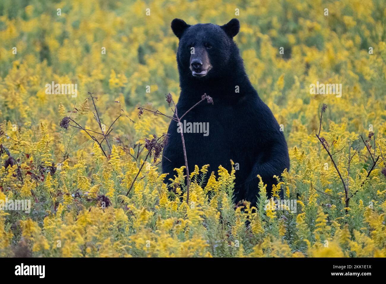 Amerikanischer Schwarzbär (Ursus americanus), der auf dem Feld der Goldstange steht Stockfoto