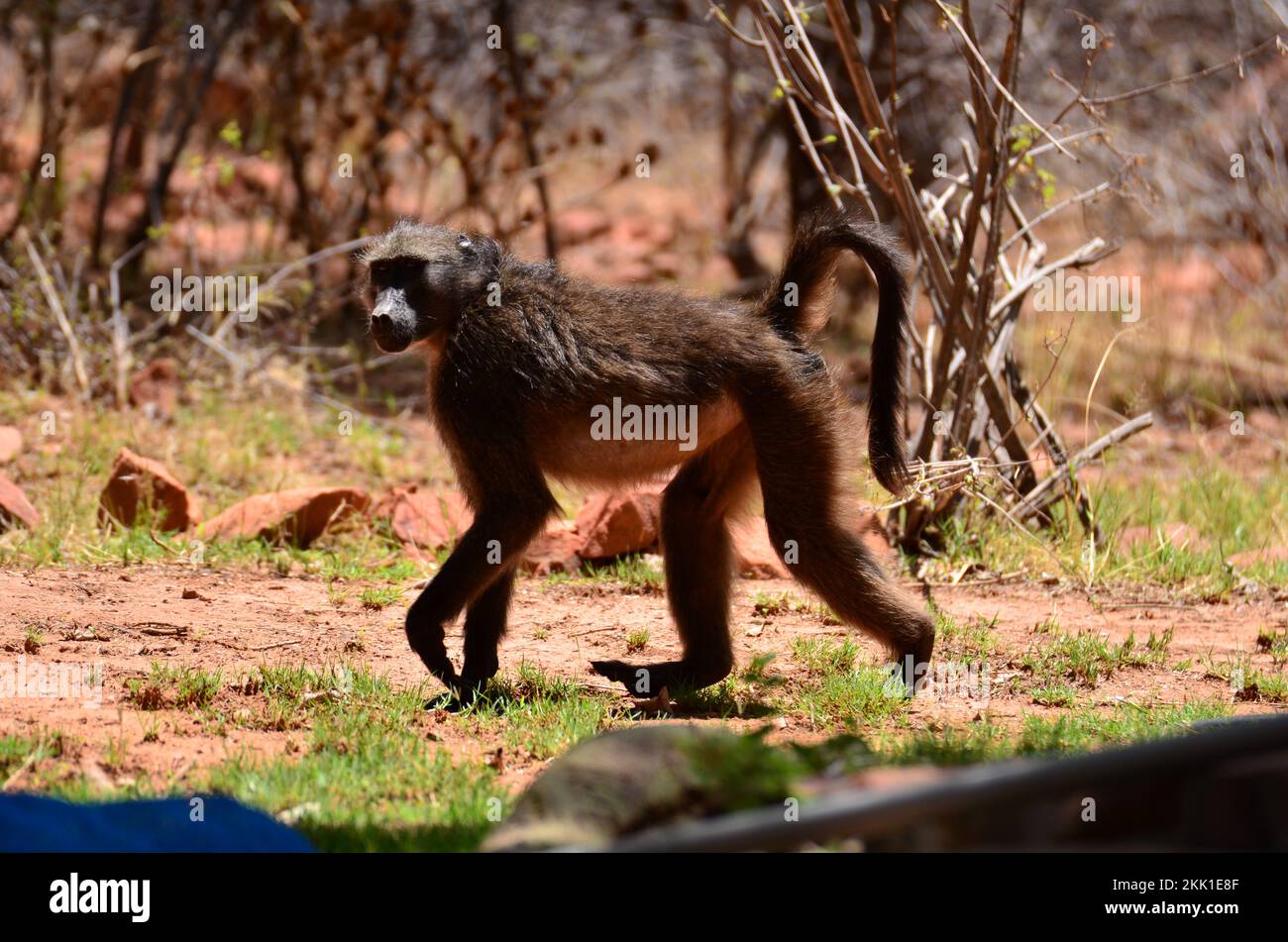 Afrikanischer Pavianaffe, wilder roter Sand und Steine Stockfoto
