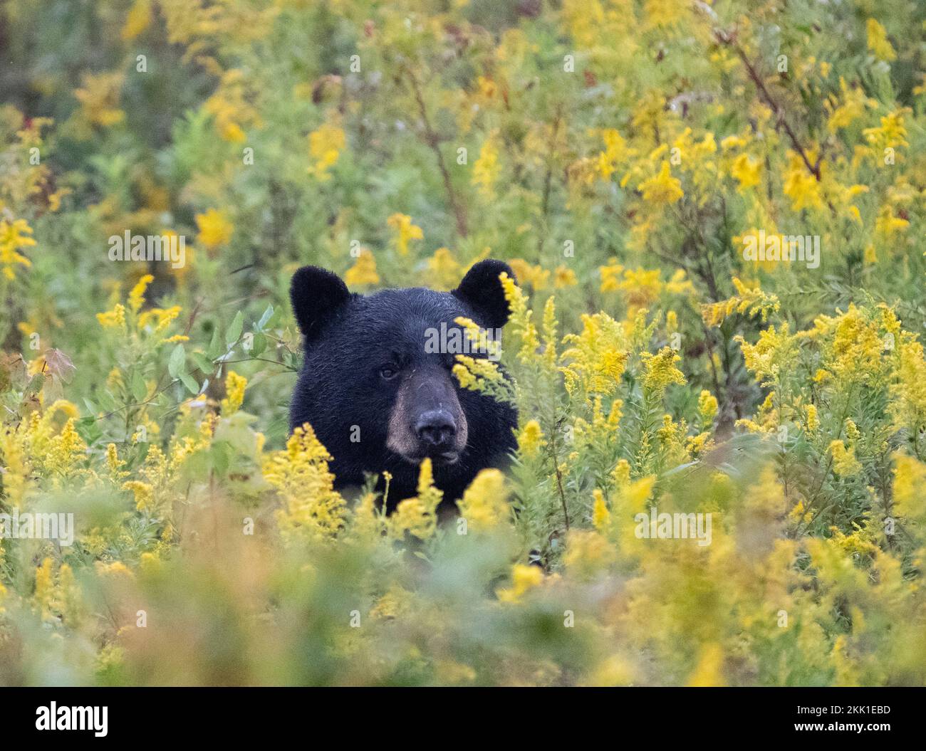 Amerikanischer Schwarzbär (Ursus americanus), der vom goldenen Stangenfeld aus in die Kamera schaut Stockfoto