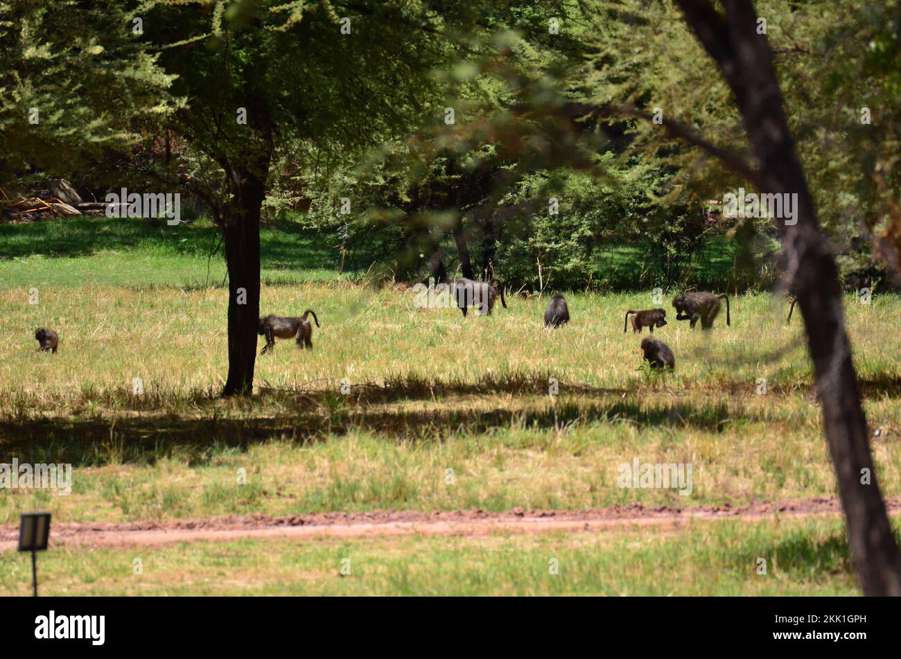 afrikanische Babbon-Gruppe auf grünem Grasaffe wild Stockfoto