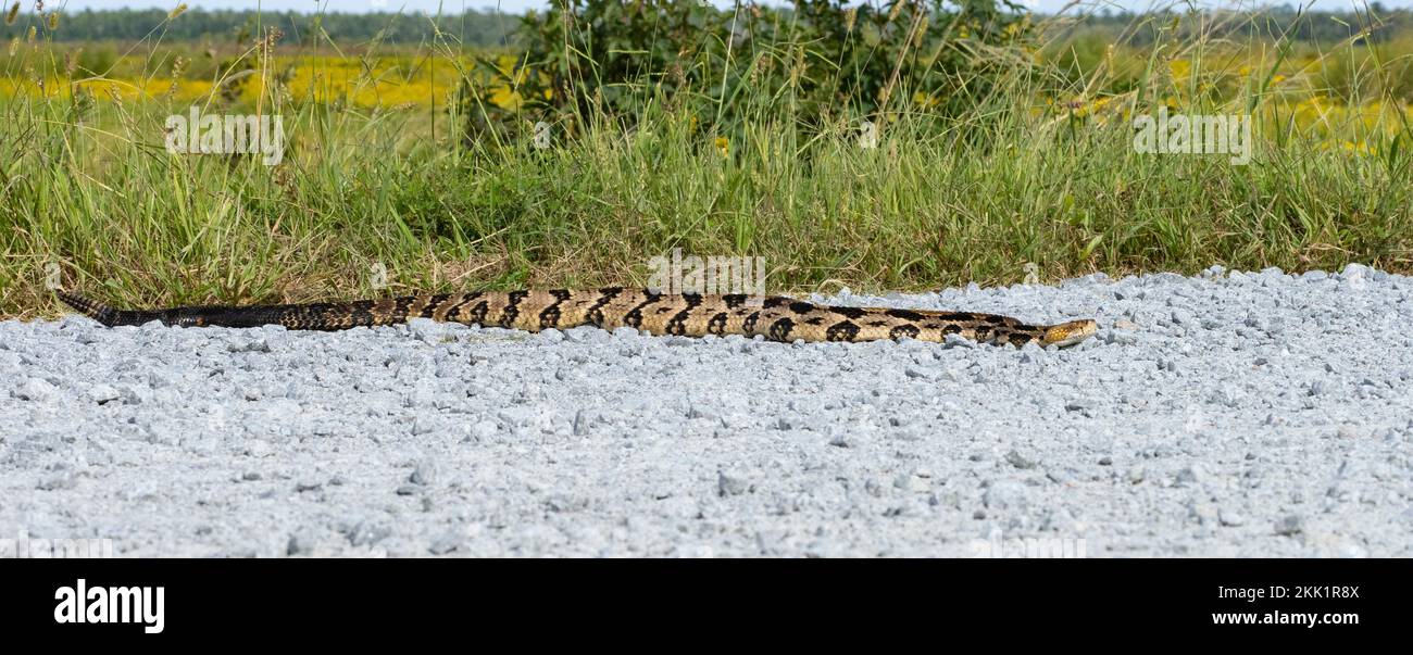 Holzklapperschlange, Canebrake-Klapperschlange oder Bänder-Klapperschlange (Crotalus horridus) auf Schotterstraßen Stockfoto