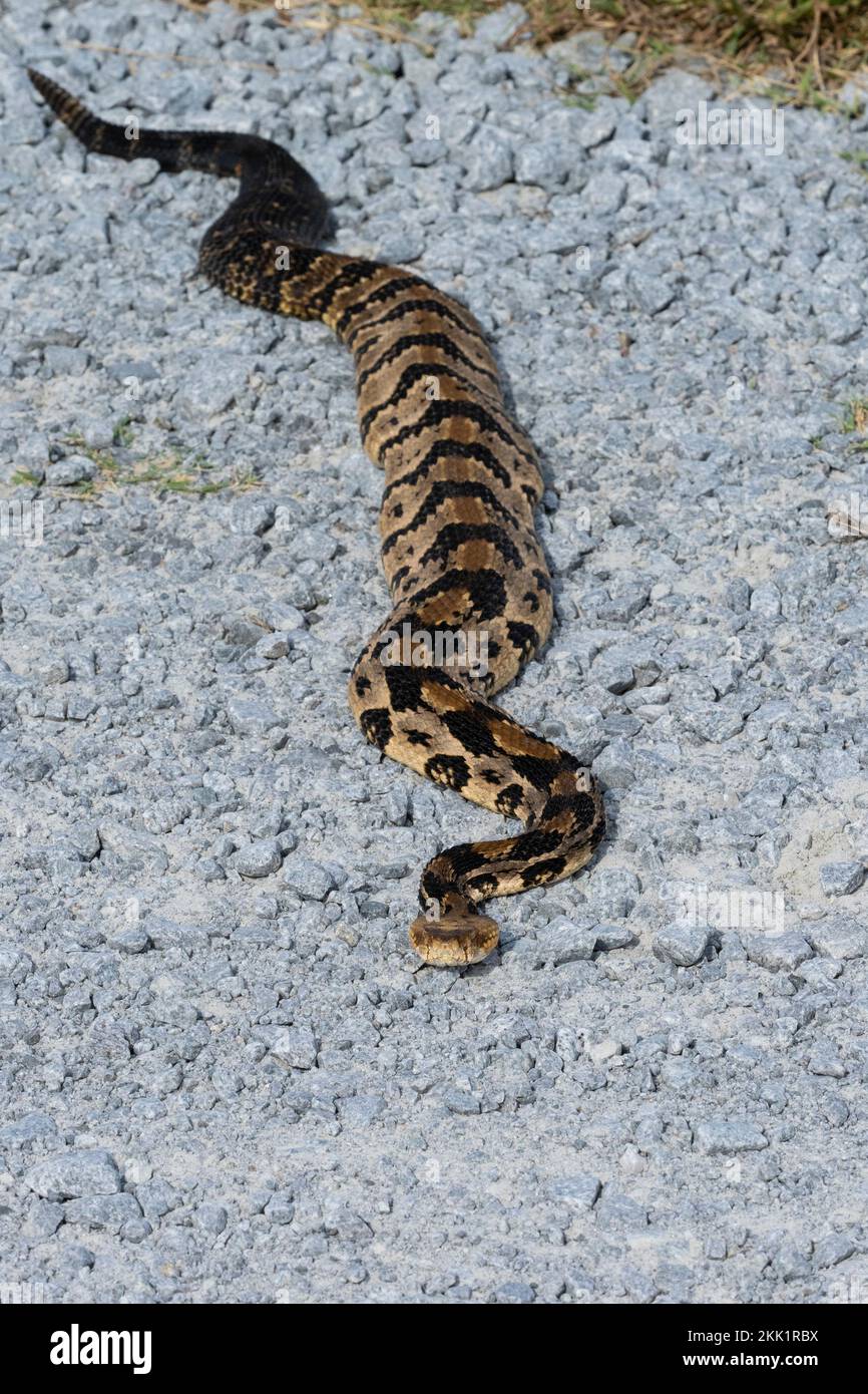 Holzklapperschlange, Canebrake-Klapperschlange oder Bänder-Klapperschlange (Crotalus horridus) auf Schotterstraßen Stockfoto