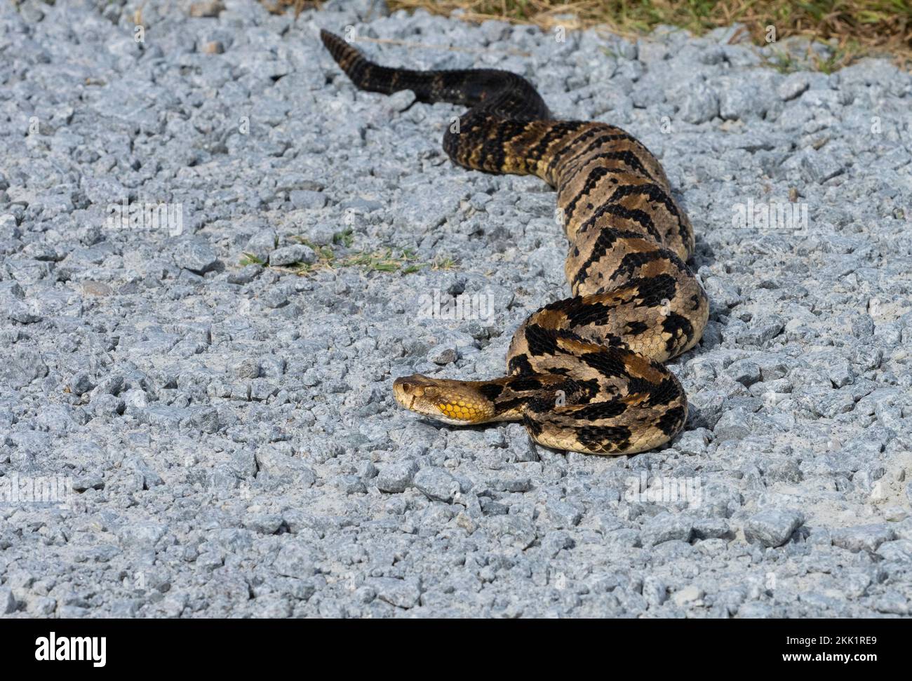 Holzklapperschlange, Canebrake-Klapperschlange oder Bänder-Klapperschlange (Crotalus horridus) auf Schotterstraßen Stockfoto