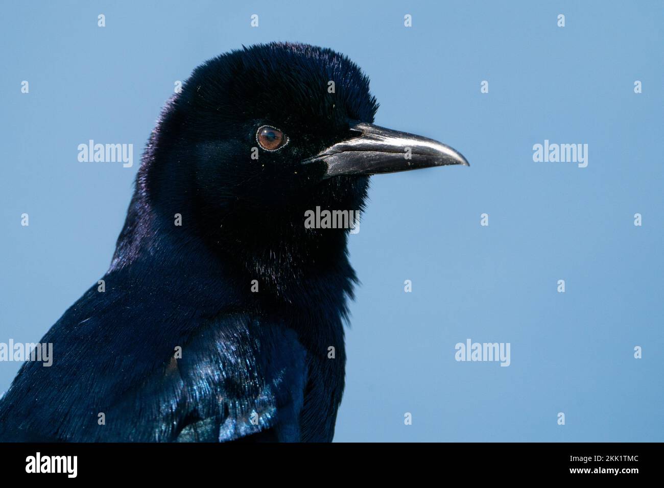 Ein Porträt mit einem Schiffsschwanz. Stockfoto