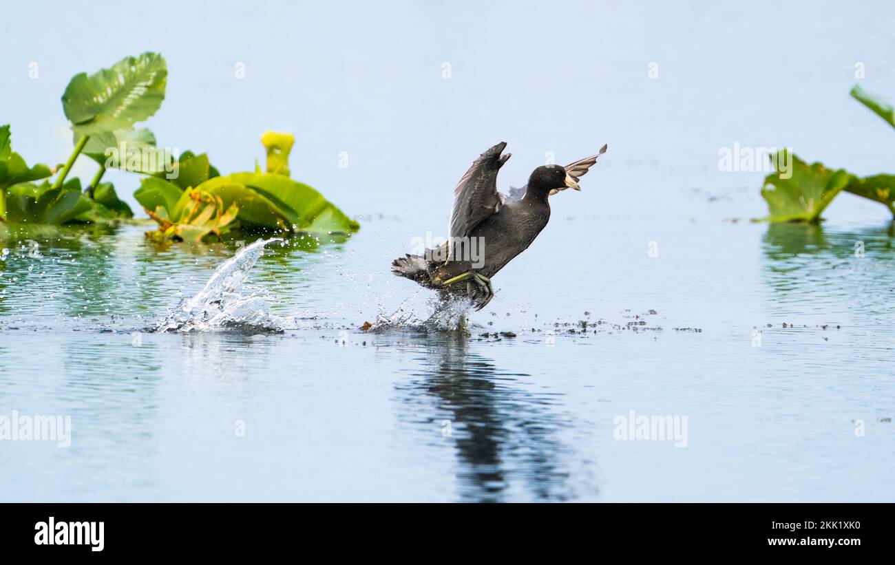 Amerikanischer Coot läuft über das Wasser Stockfoto