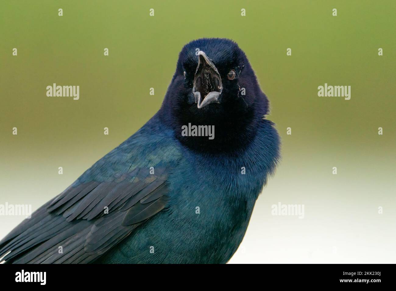 Ein Porträt mit einem Schiffsschwanz. Stockfoto