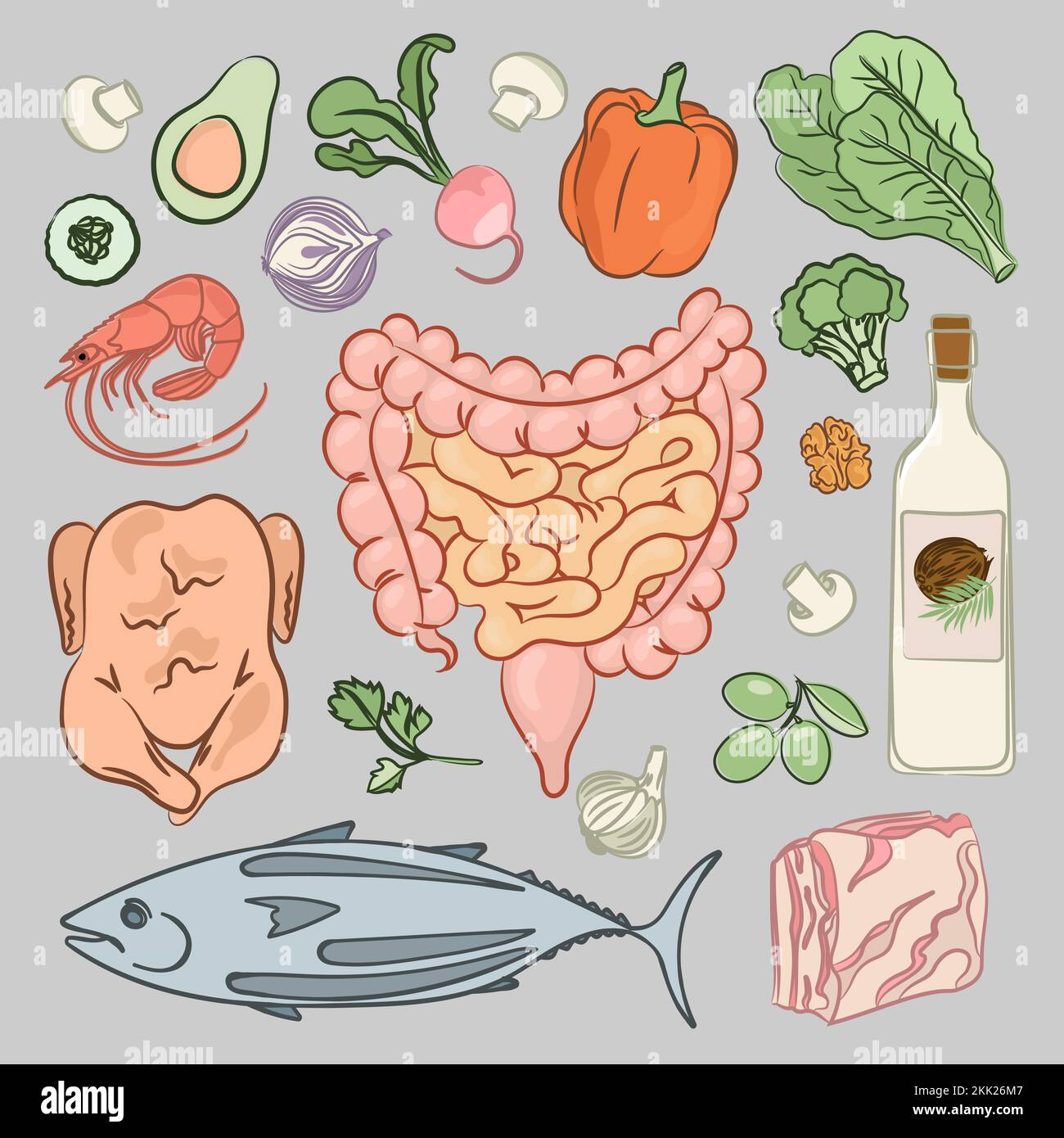 GESUNDER DARM DIÄT Mensch richtige Ernährung Medizin Ausbildung Vektor Illustration Set Stock Vektor