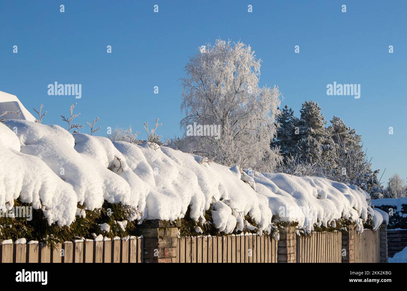 Dicke Schneeschicht an der nördlichen Weißzeder-Hecke Thuja occidentalis im Winter im Hausgarten an sonnigen Tagen. Stockfoto