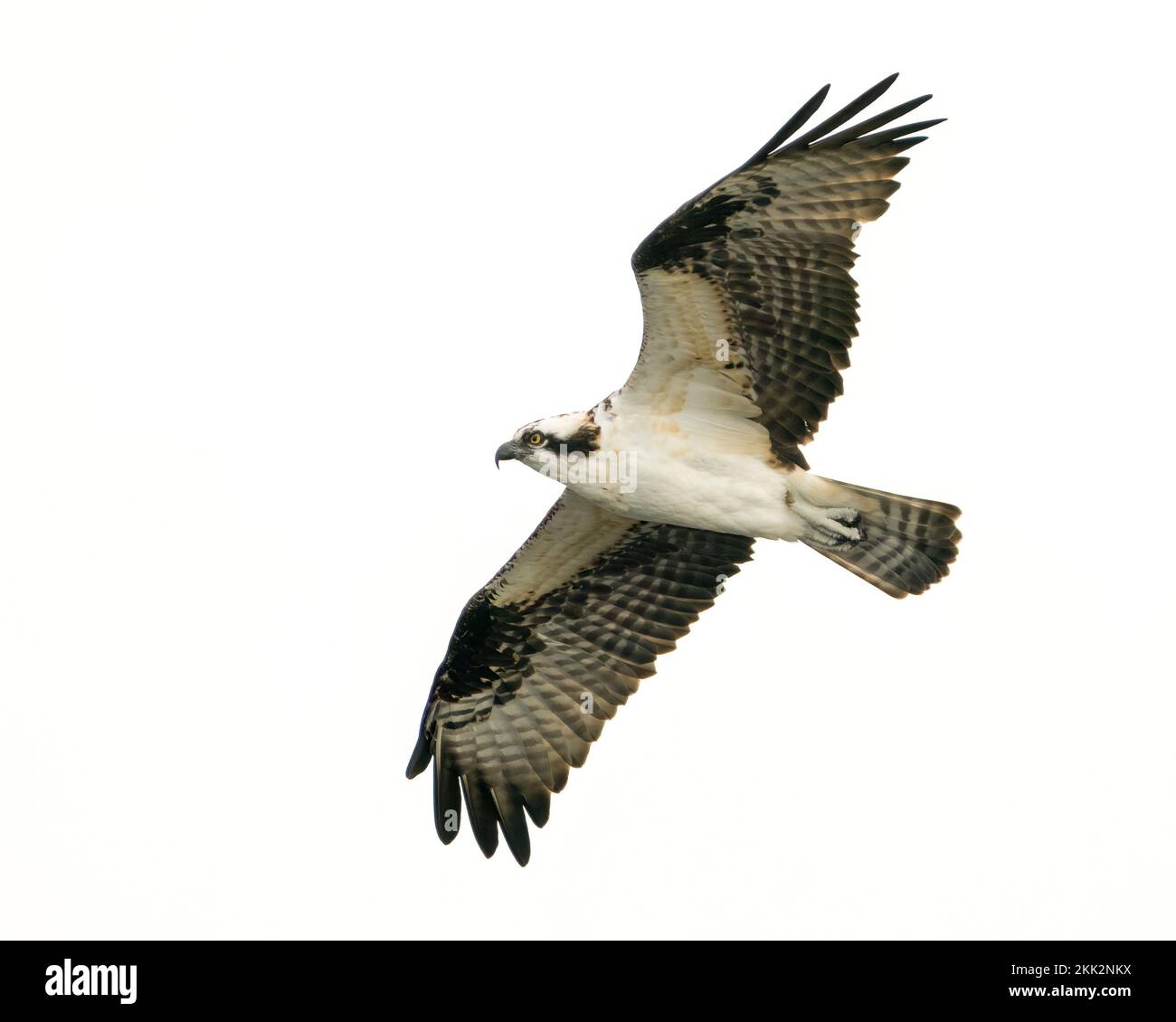 Ein Fischadler, der über dem apopka-See fliegt Stockfoto