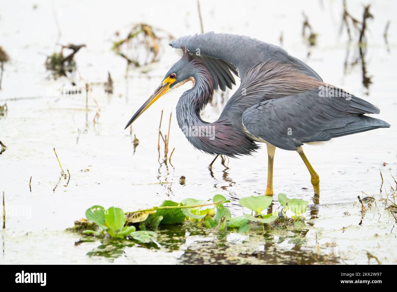 Ein dreifarbiger Reiher, der den Tanz tanzt, um sich von Minnows zu ernähren. Stockfoto