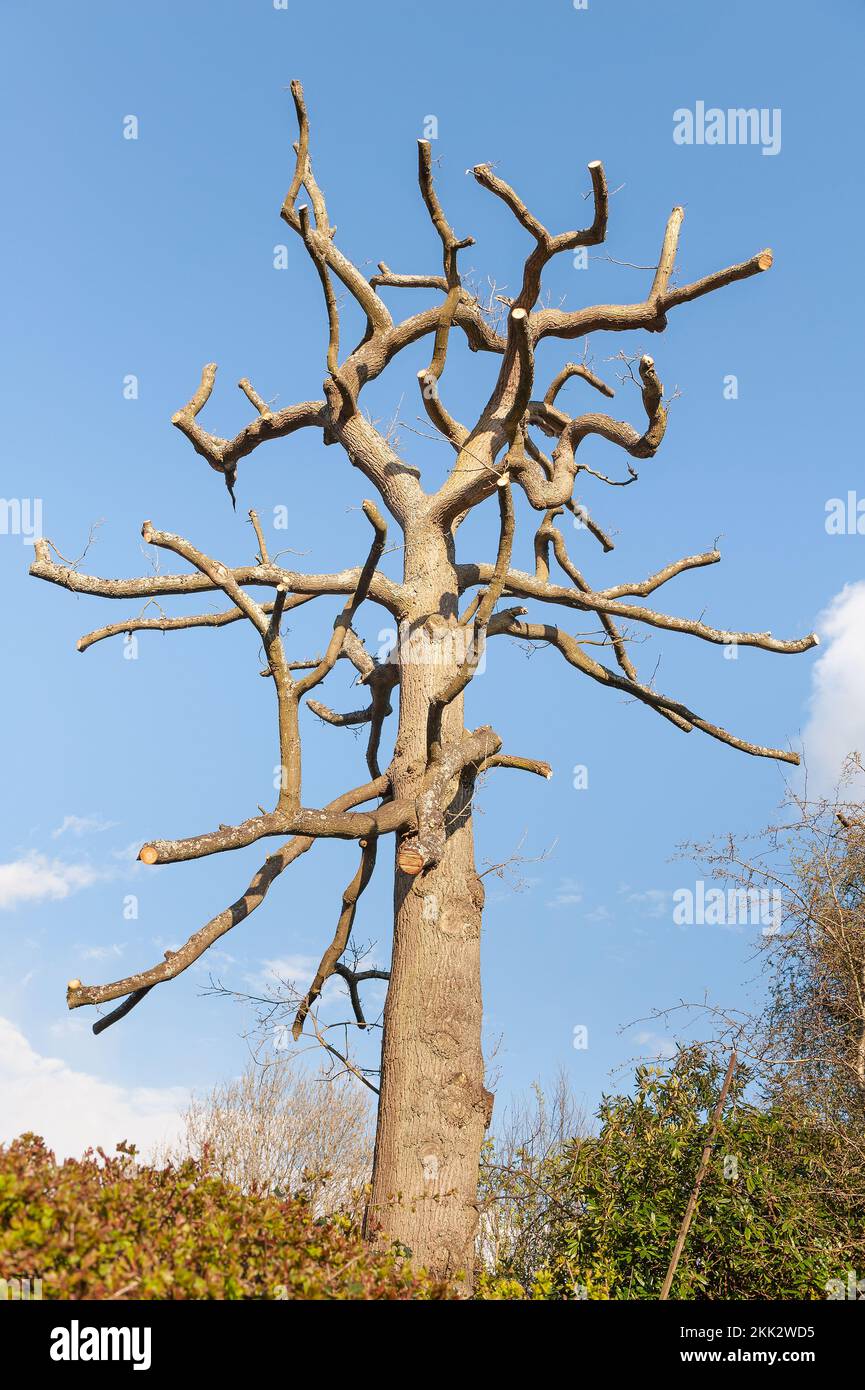 Drastische Schnittarbeiten an hohen, alten Eichenbäumen Quercus robur im Frühling, um frische Triebe und Äste zu bilden Stockfoto