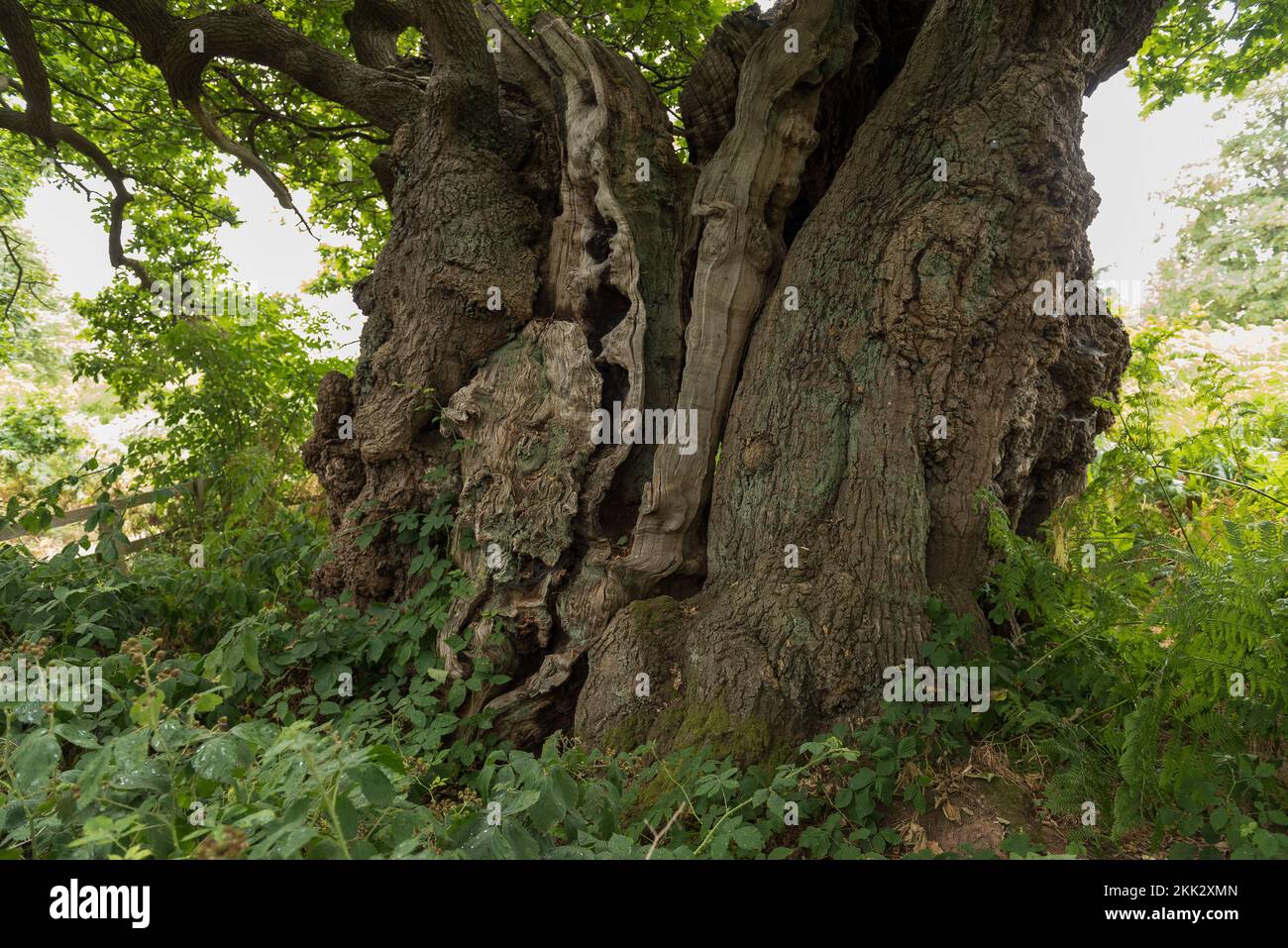 Massive bewachsene Eiche, Quercus robur, einer der ältesten in England, wahrscheinlich über 800 Jahre isoliert zwischen Farnen und überwiegend gebremst Stockfoto