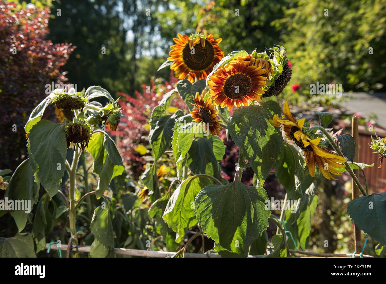 Helianthus annuus Sonnenblumen, die in der Hitze eines abnormalen Sommers verwelken, möglicherweise globale Erwärmung, Warnzeichen für ein Umdenken, welche Pflanzen wachsen sollen Stockfoto