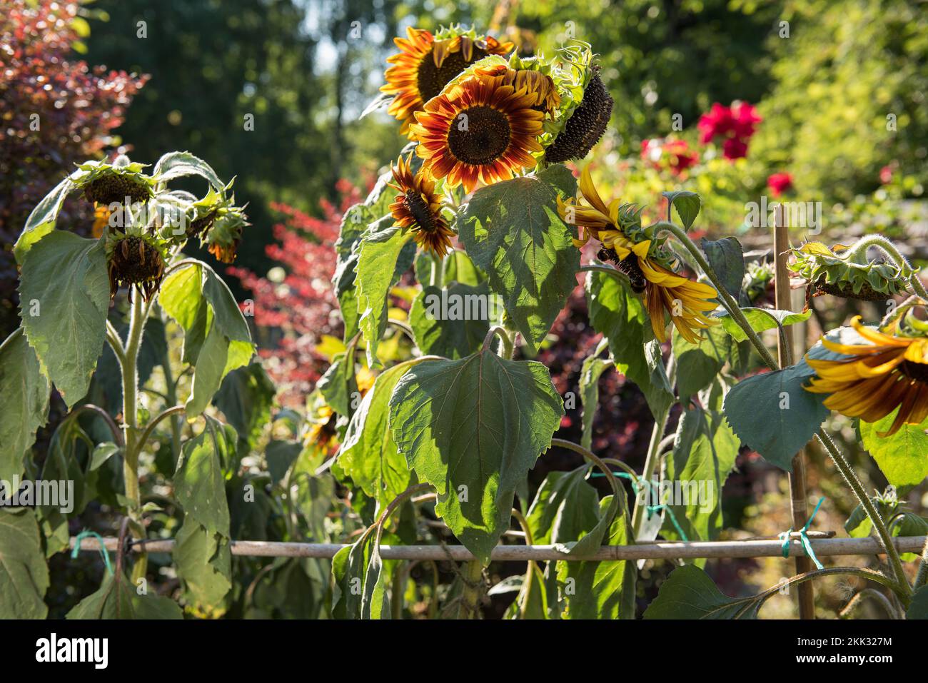 Helianthus annuus Sonnenblumen, die in der Hitze eines abnormalen Sommers verwelken, möglicherweise globale Erwärmung, Warnzeichen für ein Umdenken, welche Pflanzen wachsen sollen Stockfoto