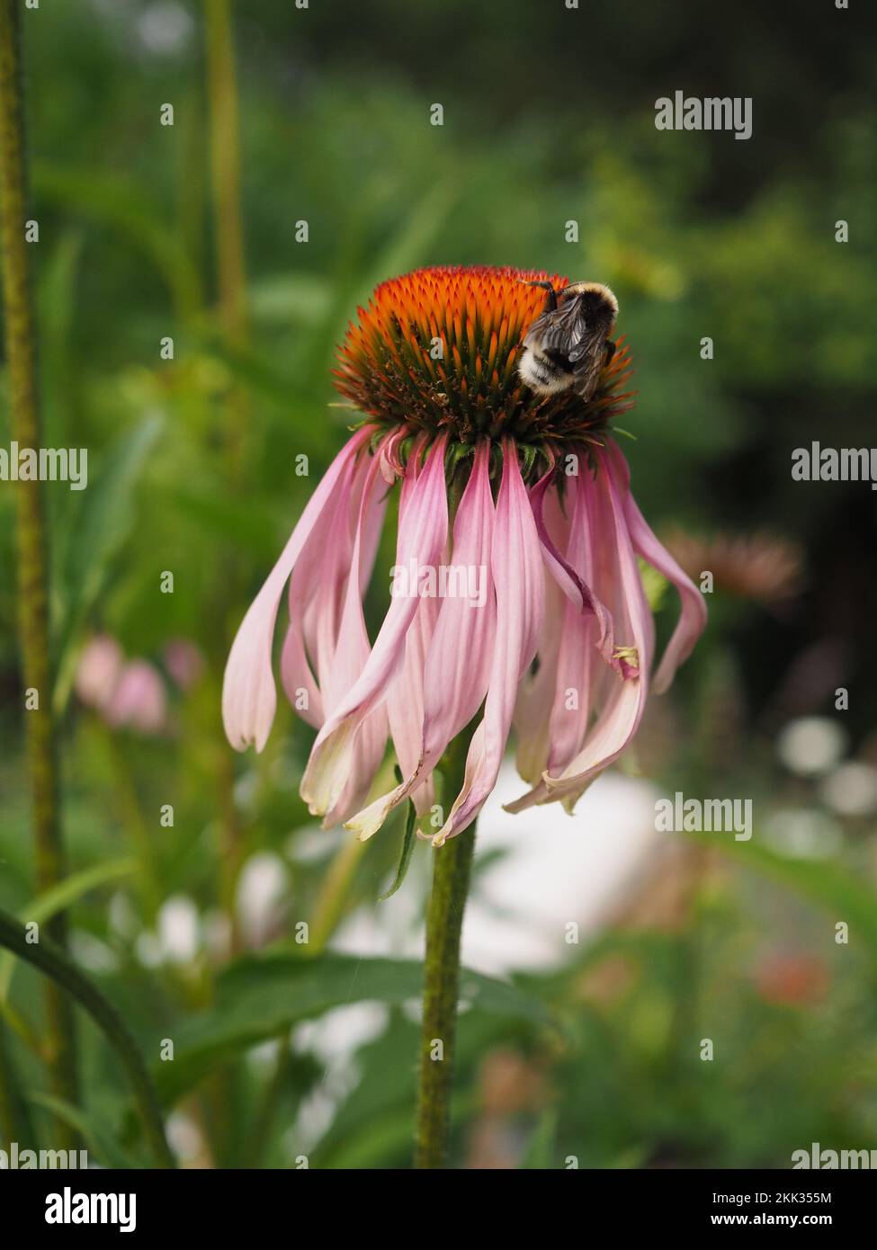 Biene auf einer Echinacea-Blume Stockfoto