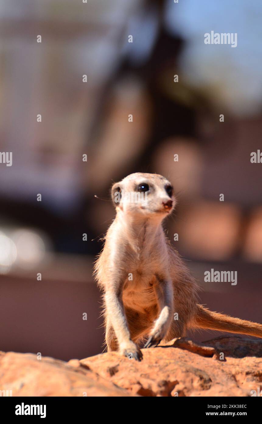 Erdmännchen in der Kalahari Wüste Namibia roter Sand Afrika Stockfoto