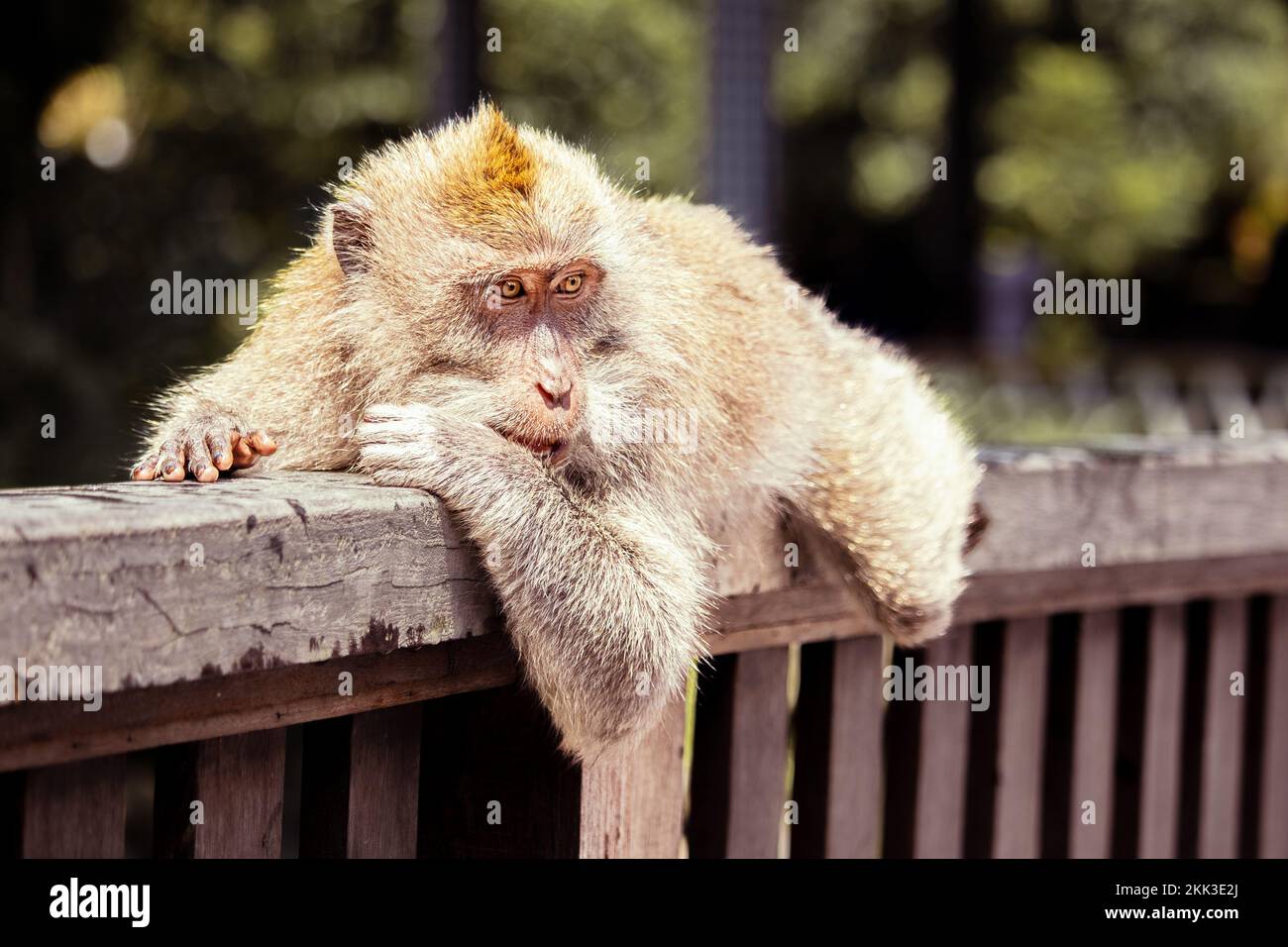 Die Macaque Monkeys im Affenwald in Ubud, Bali Stockfoto