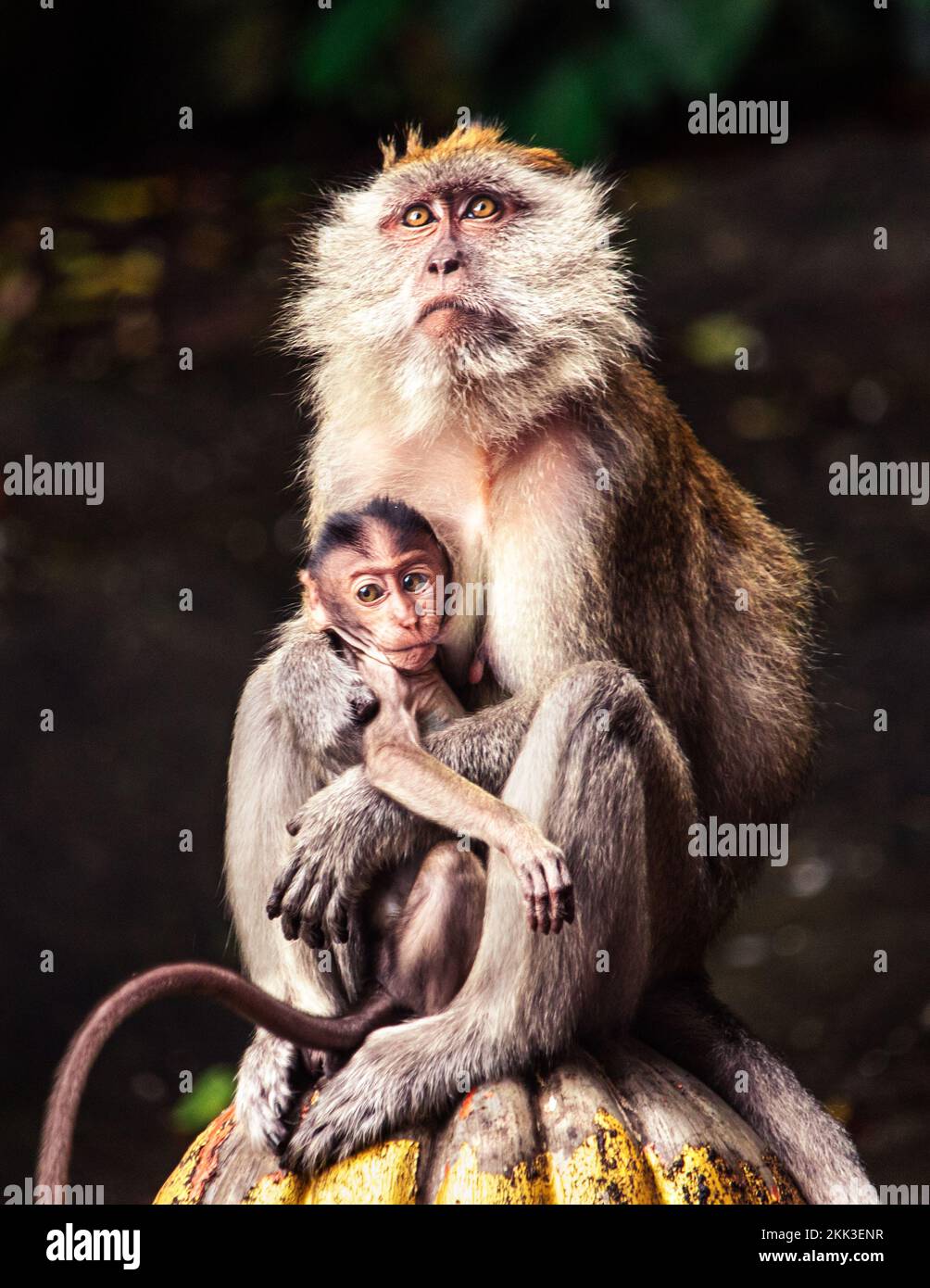 Die Macaque Monkeys im Affenwald in Ubud, Bali Stockfoto