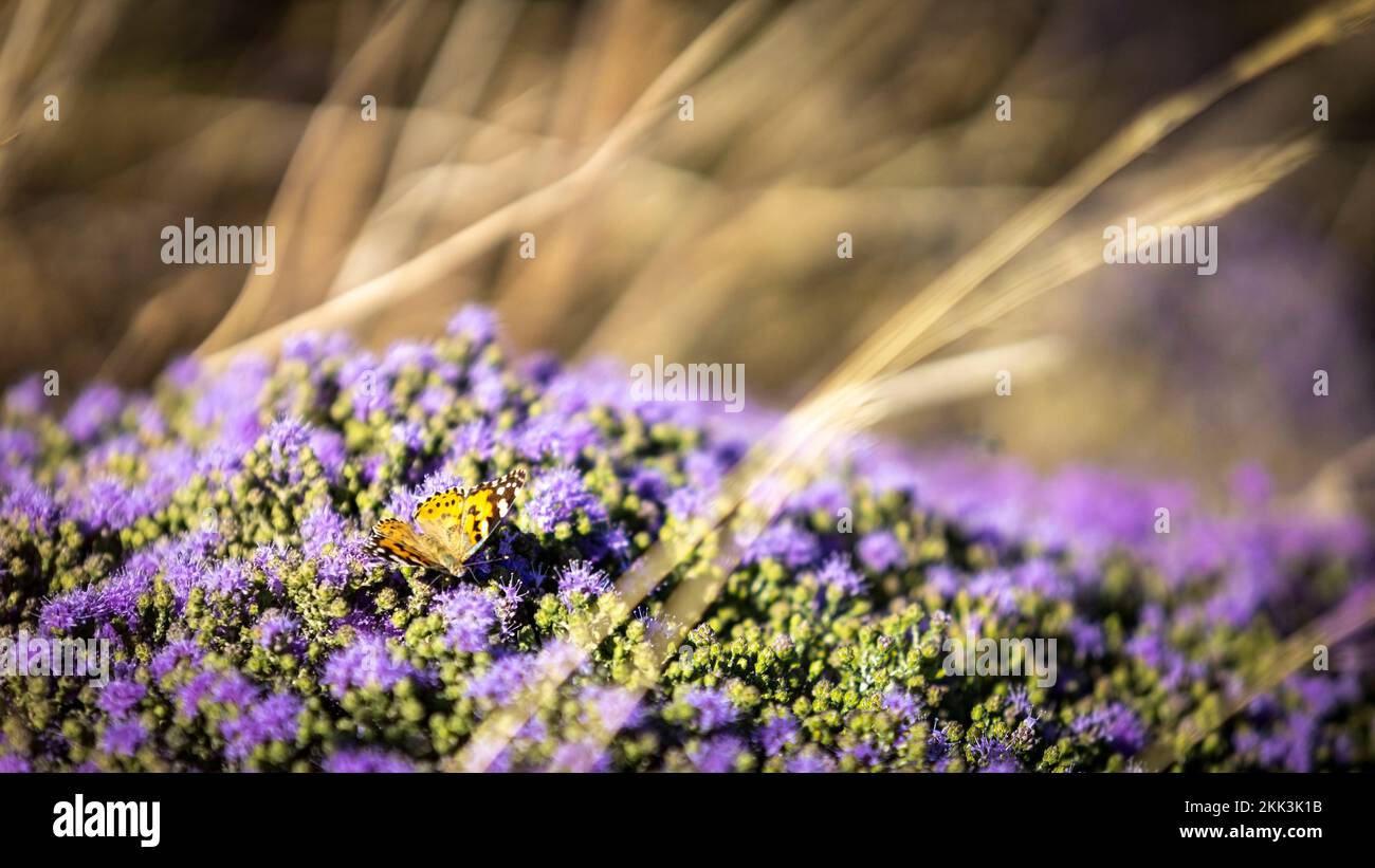 Blühender Thymian in den Bergen von Kreta, Griechenland. Thymus capitatus, bewaldeter, ganzjähriger Bewohner der Berge von Kreta, besser bekannt als Conehead Thyme, Stockfoto