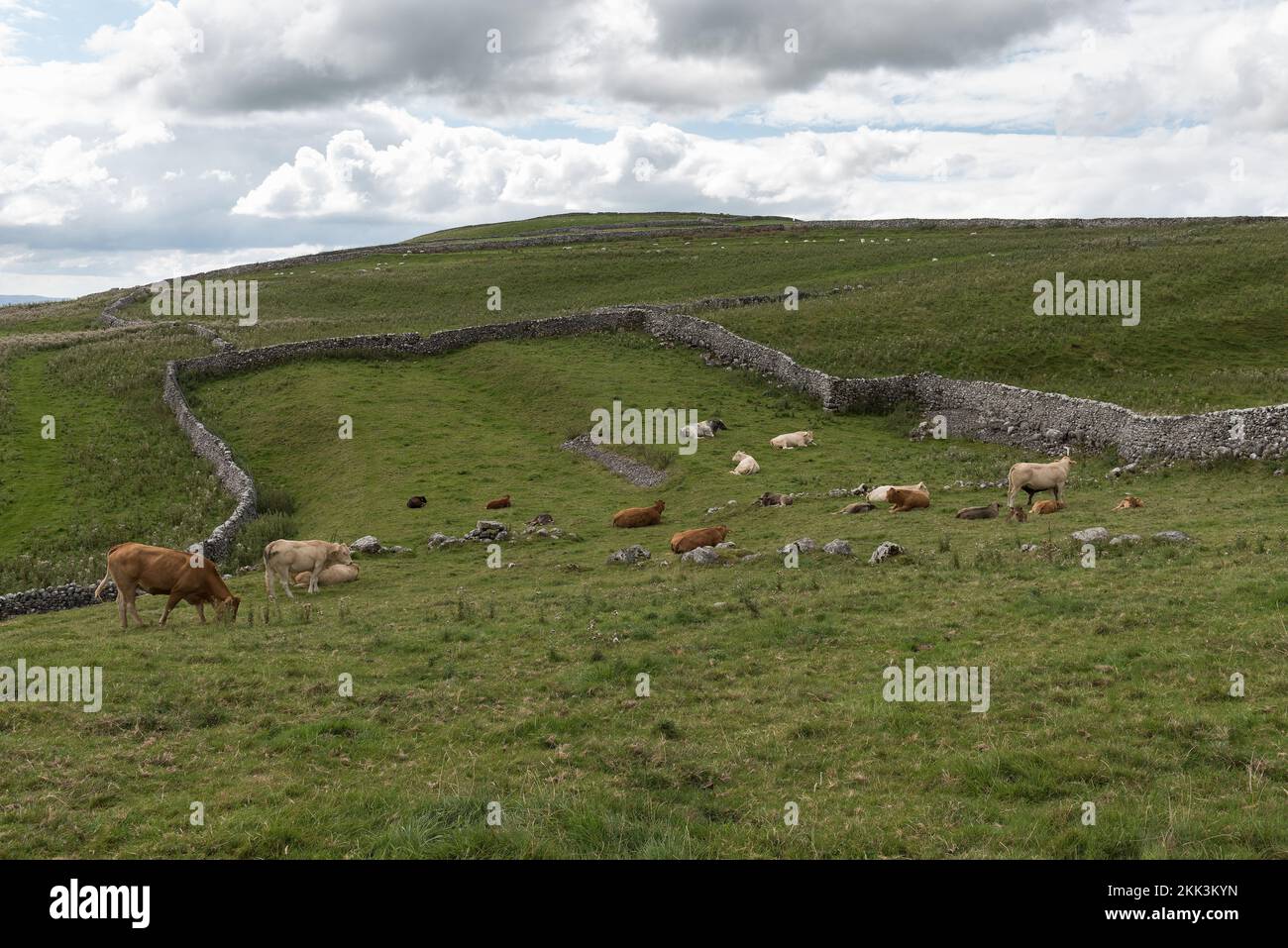 Malham Cove, mit Steinmauern, die die Weideflächen für Vieh oder Schafe abtrennen Stockfoto