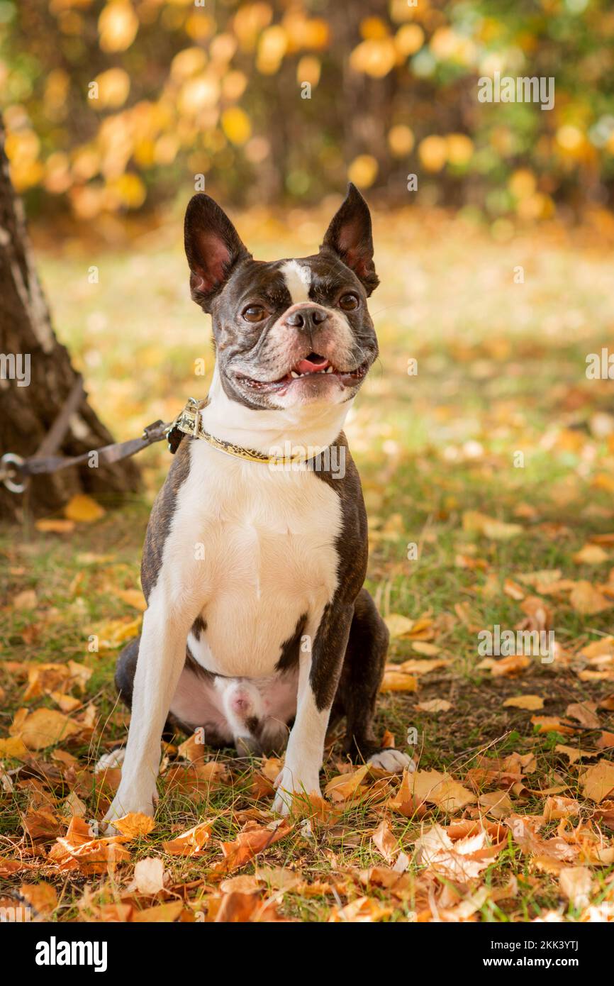 Boston Terrier Dog draußen. Hund im wunderschönen rot-gelben Park im Herbst draußen. Stockfoto