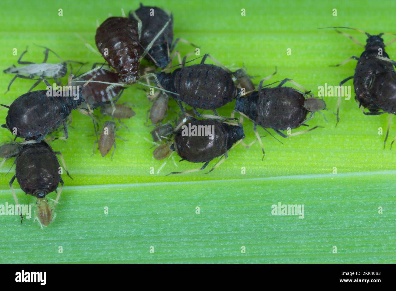 Die schwarze Bohnenaphid (Aphis fabae) gehört zur Ordnung Hemiptera. Andere gebräuchliche Namen sind Schwarzfliege, Bohnenaphid und Rübenblattaphid. Stockfoto