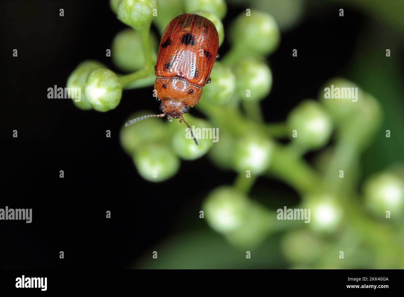 Der Blattkäfer mit breitem Schulterblatt (Gonioctena). Insekten auf Knospen. Stockfoto