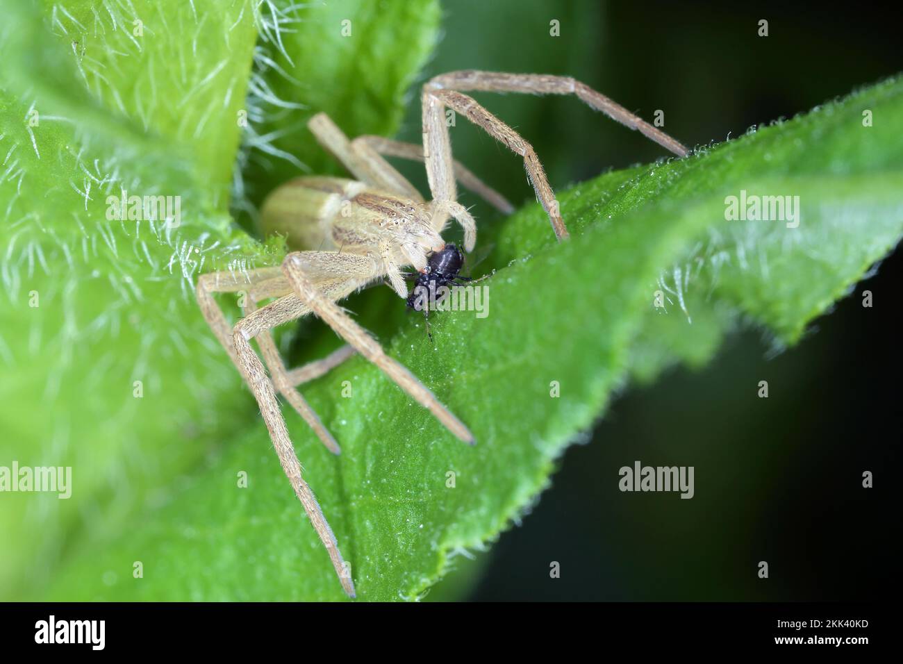 Eine Spinne, die ihre gejagte Beute frisst - eine Blattläuse. Ein natürlicher Feind von Pflanzenschädlingen in Gärten und landwirtschaftlichen Feldern. Stockfoto