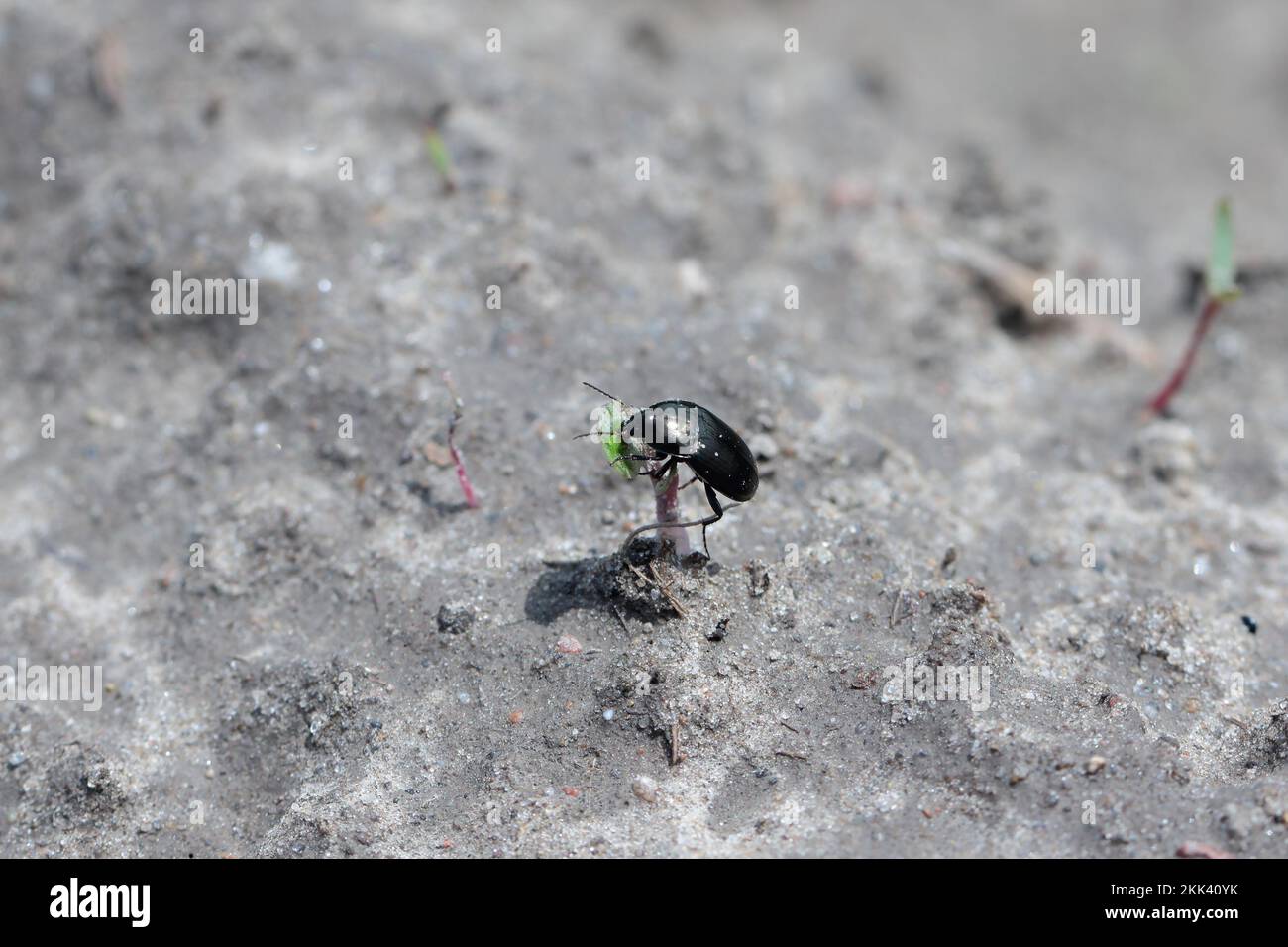 Ein Käfer der Gattung Amara (Karabid, gemahlener Käfer), der eine junge Pflanze auf einem Feld isst. Erntegutparasit. Stockfoto