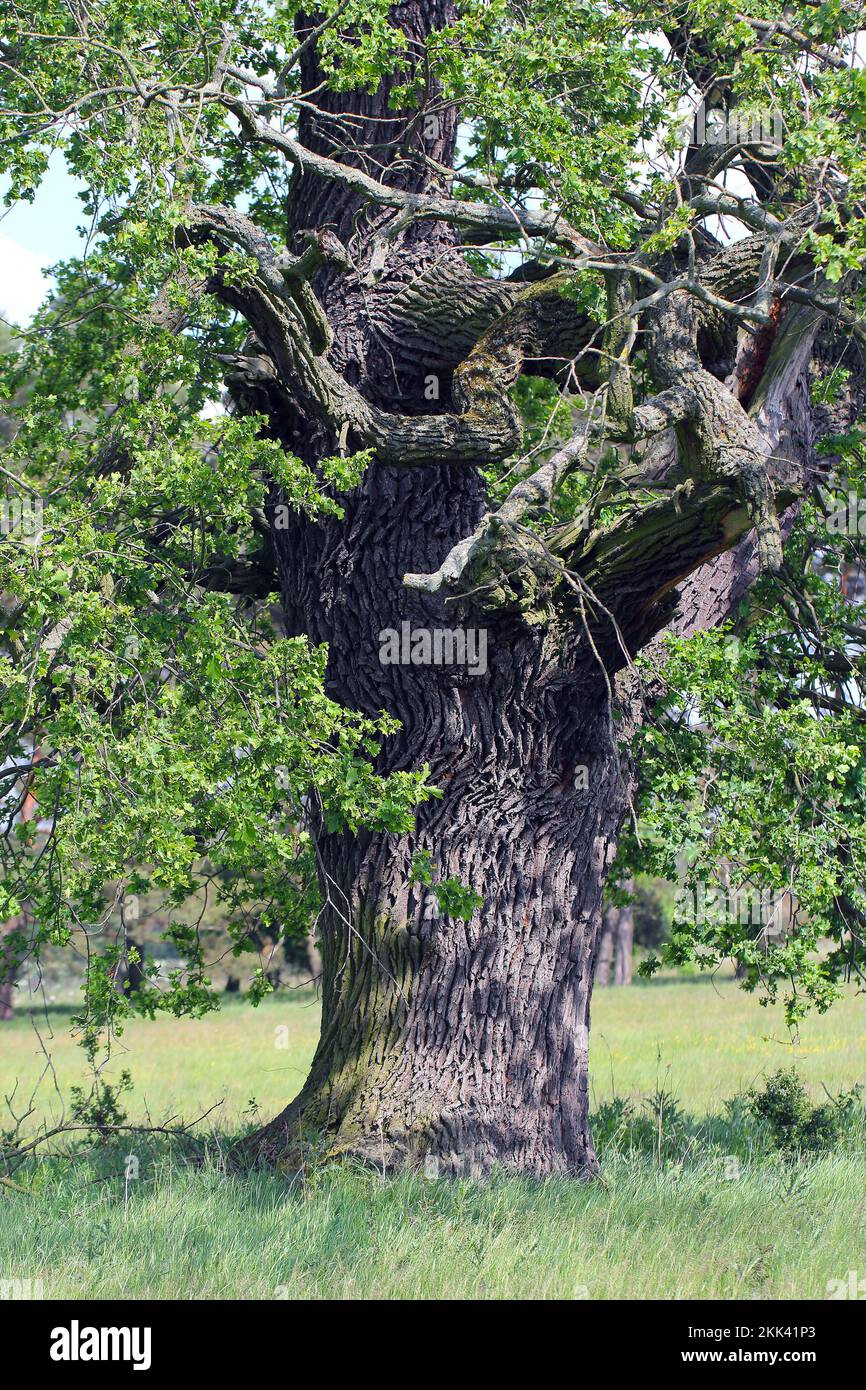 Alte Eiche, Quercus, Rogalin, Polen. Stockfoto