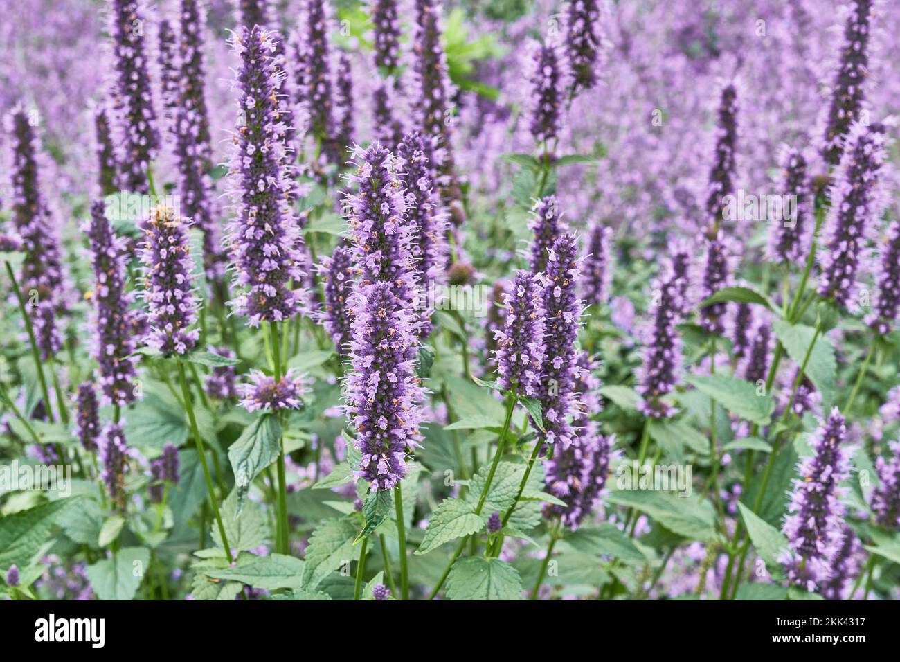 Dekorative Blütenpflanze im Landschaftsdesign. Anishysop, Anisöl-Lofant, Fenchel-Maulbeere auf verschwommenem Hintergrund. Medizinische, würzige und grüne Kultur Stockfoto