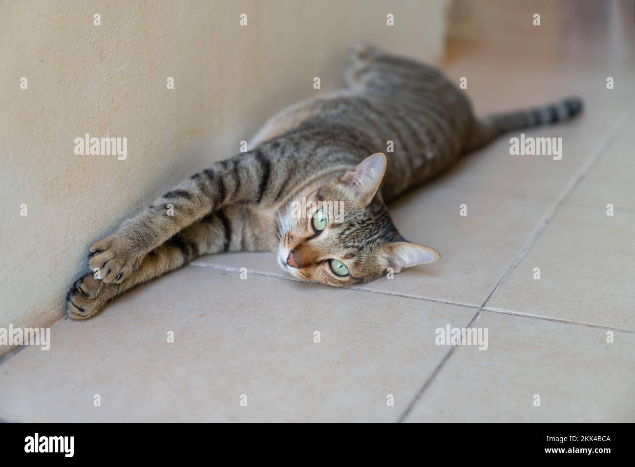 Tabby-Katze liegt im Erdgeschoss des Hauses. Entspannen Sie sich. Stockfoto