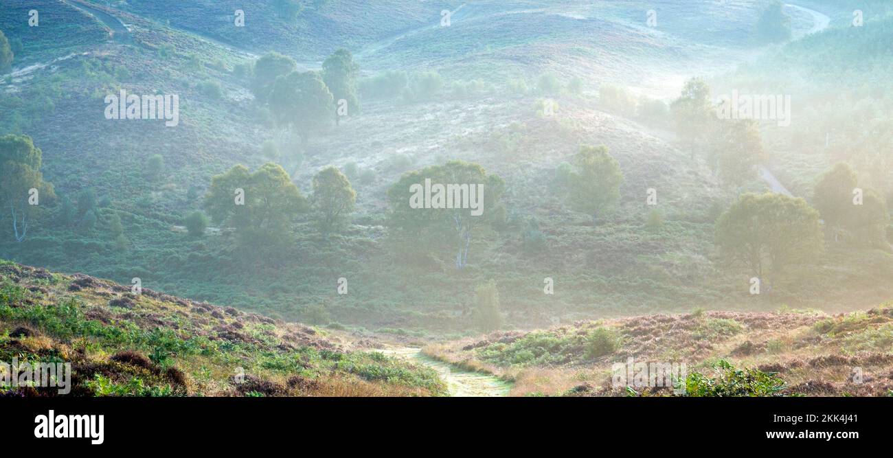 Nebligen Morgen in Sherbrooke Tal im Spätsommer Frühherbst auf Cannock Chase Bereich der hervorragenden natürlichen Schönheit Staffordshire Stockfoto