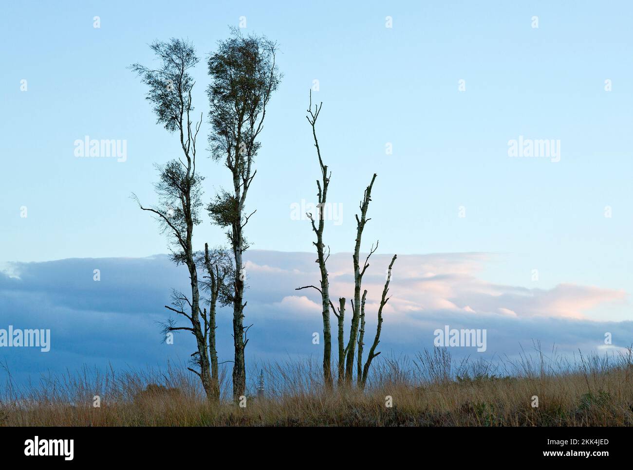 Stark grafische Form der verfallenden Silberbirke im Herbst Cannock Chase Bereich der herausragenden natürlichen Schönheit Staffordshire Stockfoto