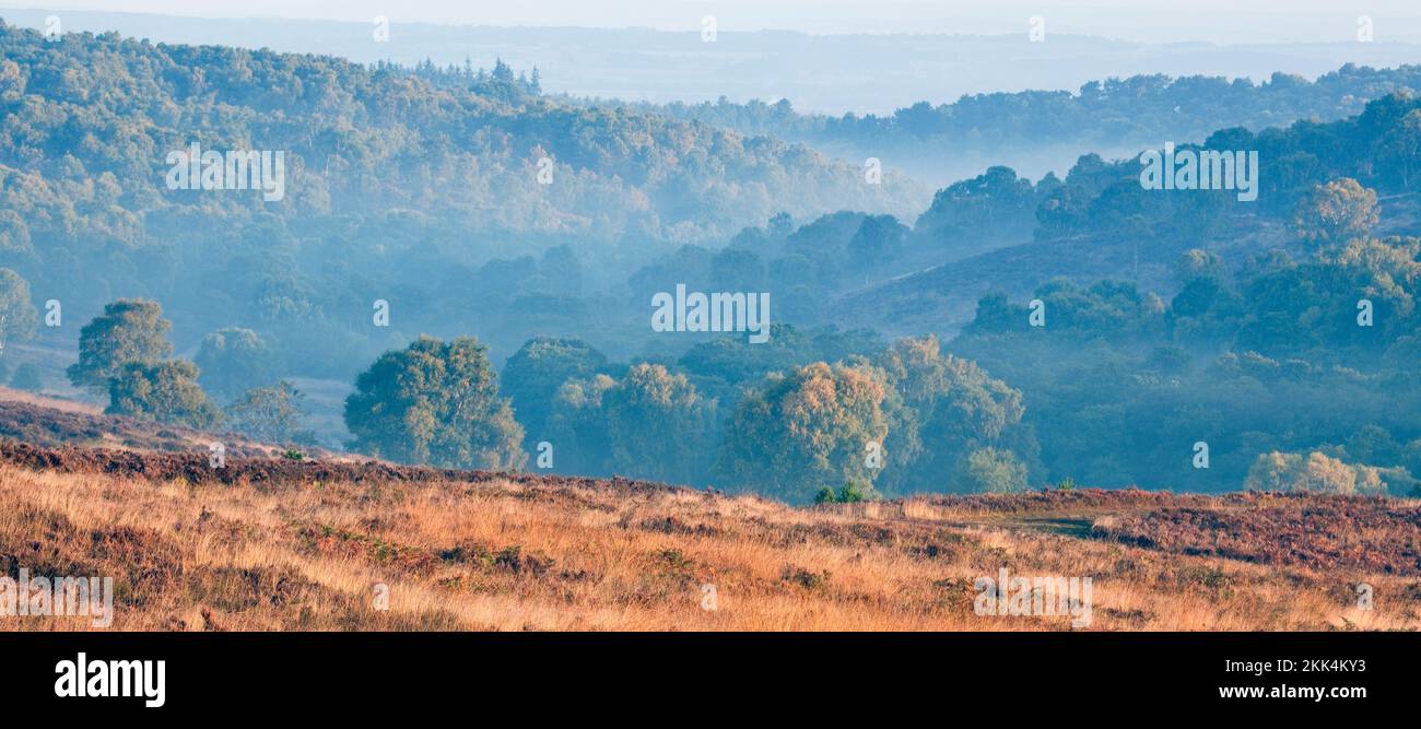 Nebel auf den von Bäumen gesäumten Hängen der sanften Hügel über dem Sherbrook Valley im Herbst im Cannock Chase Gebiet von Outstanding Natural Beauty Staffordshire Stockfoto